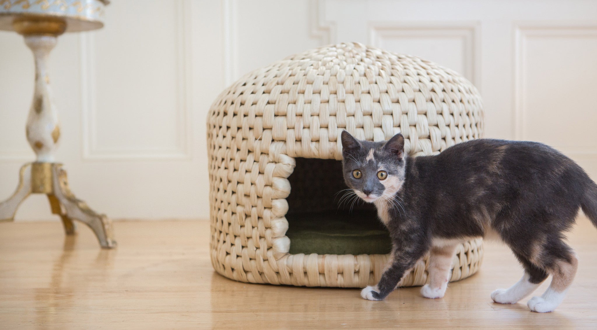 Kitten with neko chigura eco friendly handwoven straw cat bed house