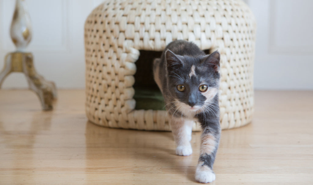 Cat stepping out of eco friendly neko chigura straw cat bed house