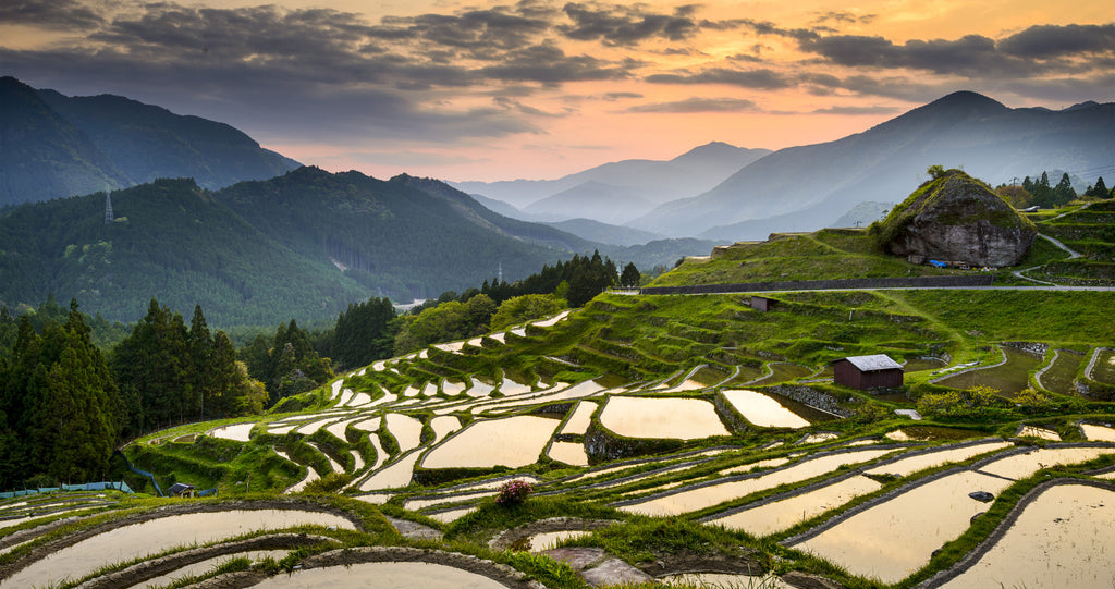 Japan rice straw farm
