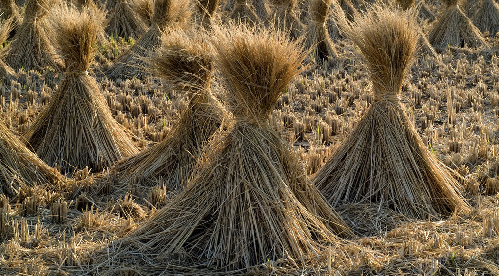 Dried stalks straw rice field farm  
